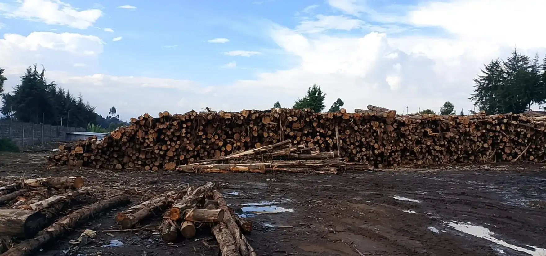 Cypress log stock at the mill yard