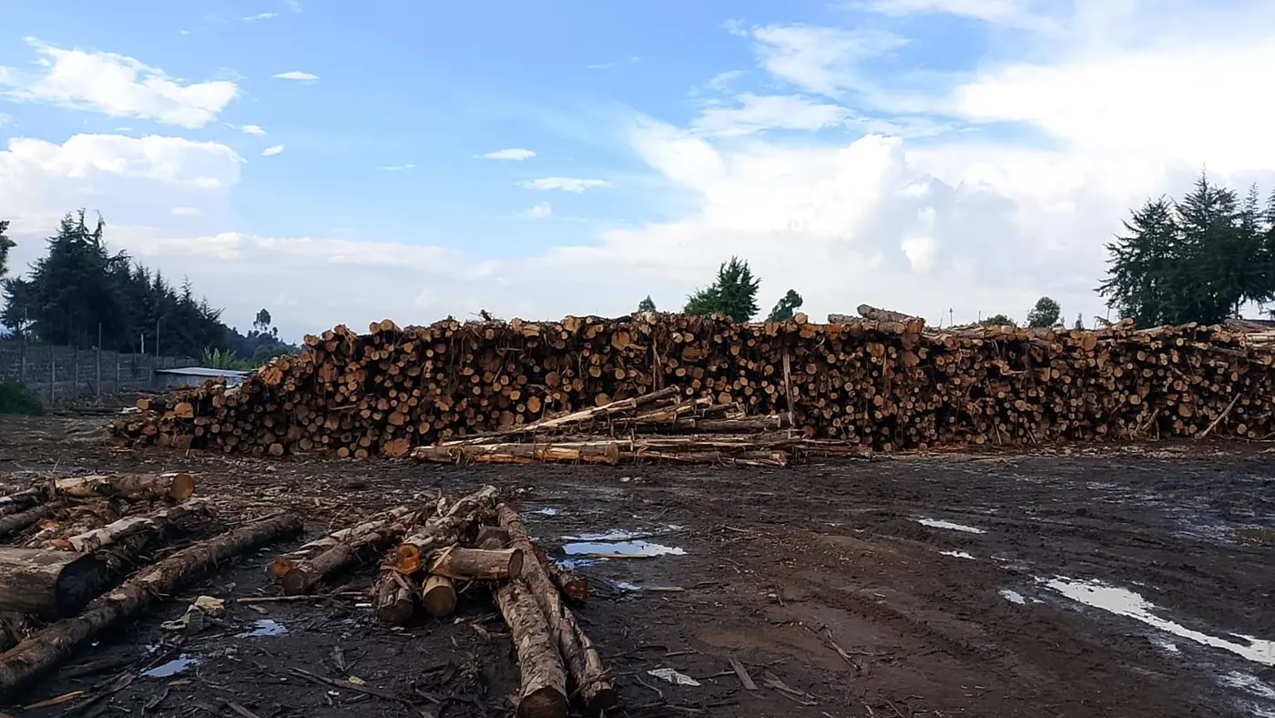 Log Stock